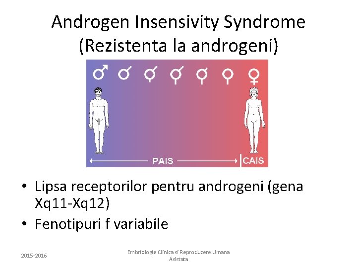 Androgen Insensivity Syndrome (Rezistenta la androgeni) • Lipsa receptorilor pentru androgeni (gena Xq 11