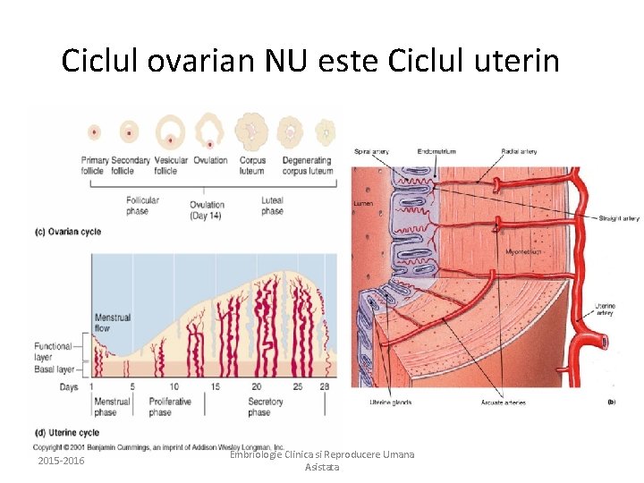 Ciclul ovarian NU este Ciclul uterin 2015 -2016 Embriologie Clinica si Reproducere Umana Asistata