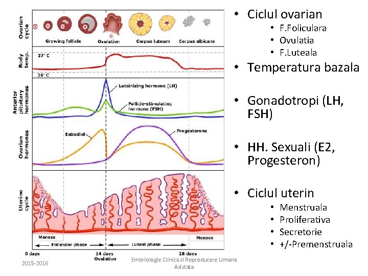  • Ciclul ovarian • F. Foliculara • Ovulatia • F. Luteala • Temperatura