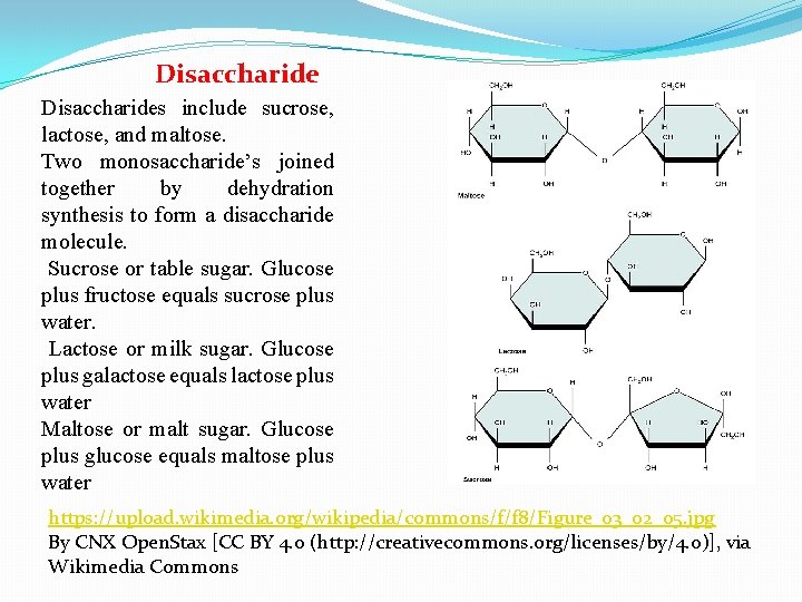 Disaccharides include sucrose, lactose, and maltose. Two monosaccharide’s joined together by dehydration synthesis to