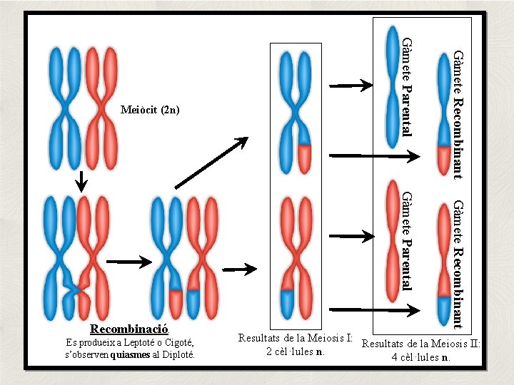 Es produeix a Leptoté o Cigoté, s’observen quiasmes al Diploté. Gàmete Recombinant Gàmete Parental