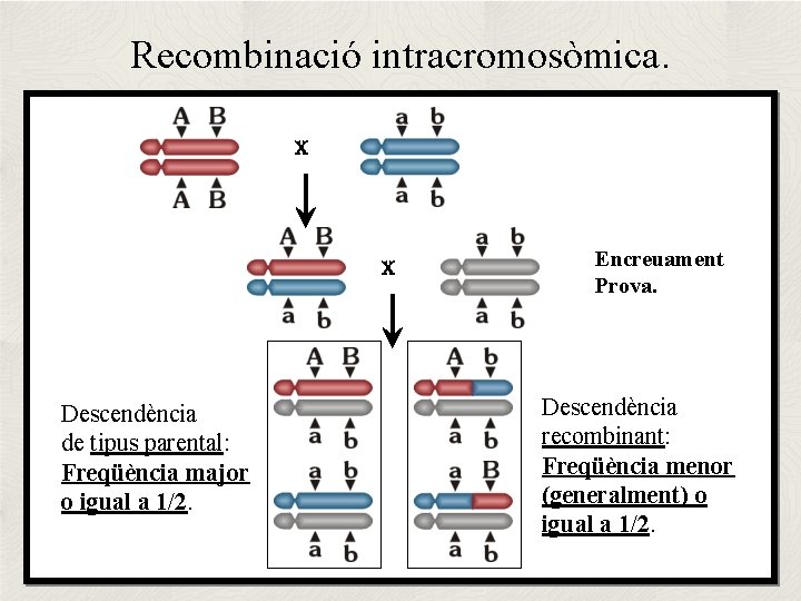 Recombinació intracromosòmica. X X Descendència de tipus parental: Freqüència major o igual a 1/2.