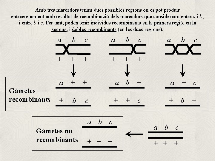 Amb tres marcadors tenim dues possibles regions on es pot produir entrecreuament amb resultat