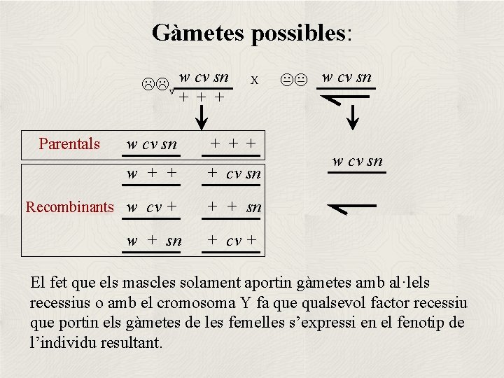 Gàmetes possibles: LLv Parentals w cv sn + + + X w cv sn