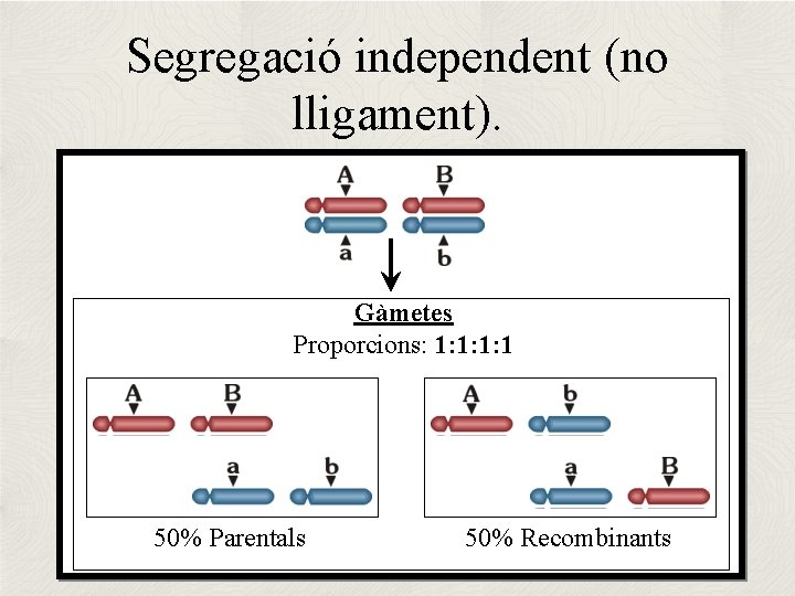 Segregació independent (no lligament). Gàmetes Proporcions: 1: 1 50% Parentals 50% Recombinants 