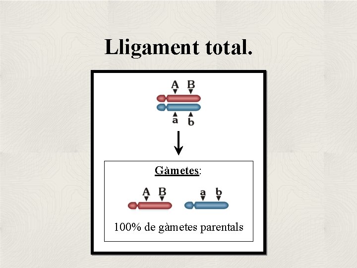 Lligament total. Gàmetes: 100% de gàmetes parentals 