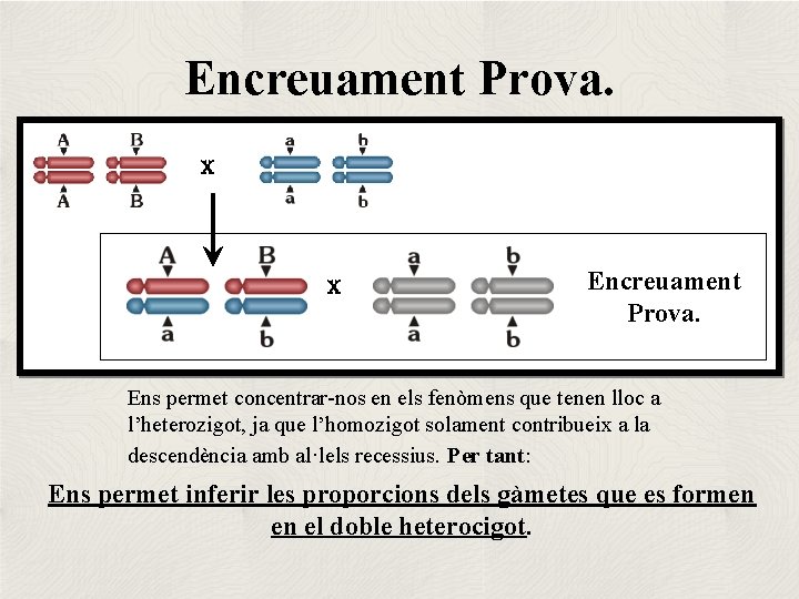 Encreuament Prova. X X Encreuament Prova. Ens permet concentrar-nos en els fenòmens que tenen