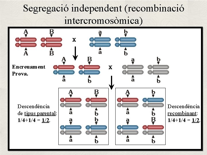 Segregació independent (recombinació intercromosòmica) X Encreuament Prova. Descendència de tipus parental: 1/4+1/4 = 1/2.