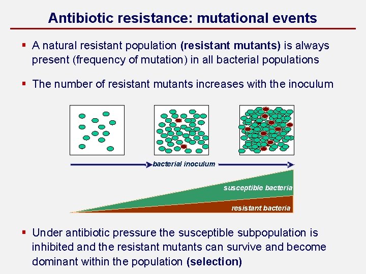 Antibiotic resistance: mutational events § A natural resistant population (resistant mutants) is always present