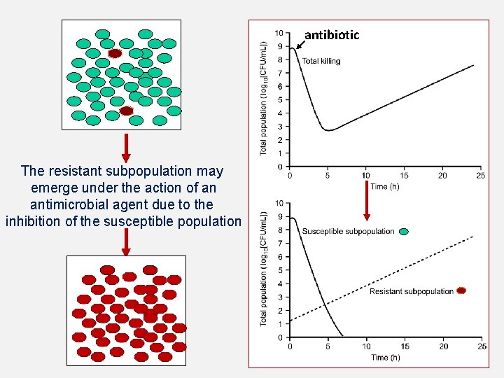 antibiotic The resistant subpopulation may emerge under the action of an antimicrobial agent due
