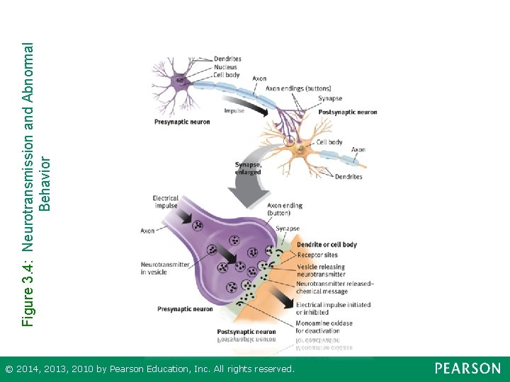 Figure 3. 4: Neurotransmission and Abnormal Behavior © 2014, 2013, 2010 by Pearson Education,
