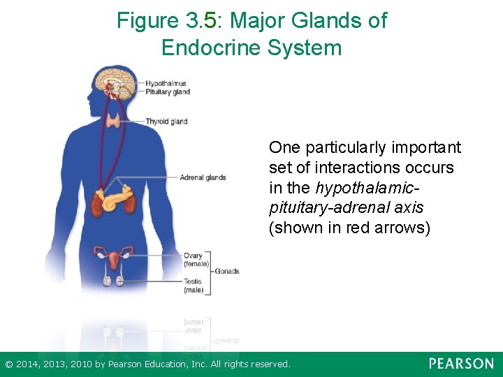 Figure 3. 5: Major Glands of Endocrine System One particularly important set of interactions