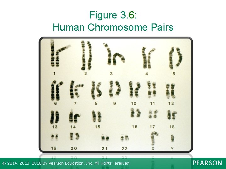 Figure 3. 6: Human Chromosome Pairs © 2014, 2013, 2010 by Pearson Education, Inc.