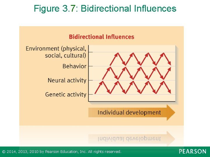 Figure 3. 7: Bidirectional Influences © 2014, 2013, 2010 by Pearson Education, Inc. All