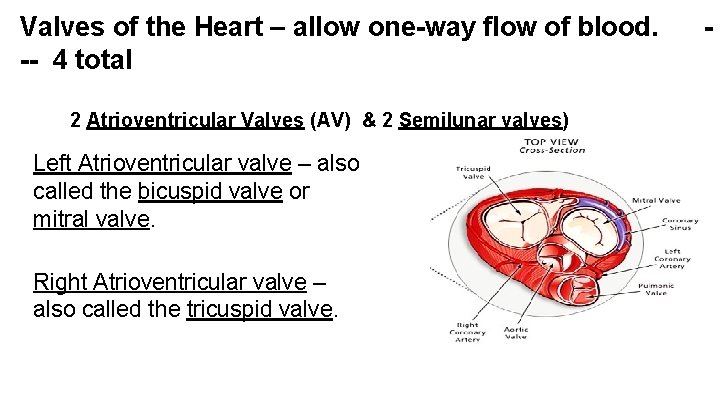 Valves of the Heart – allow one-way flow of blood. -- 4 total 2 Valves of the Heart – allow one-way flow of blood. -- 4 total 2