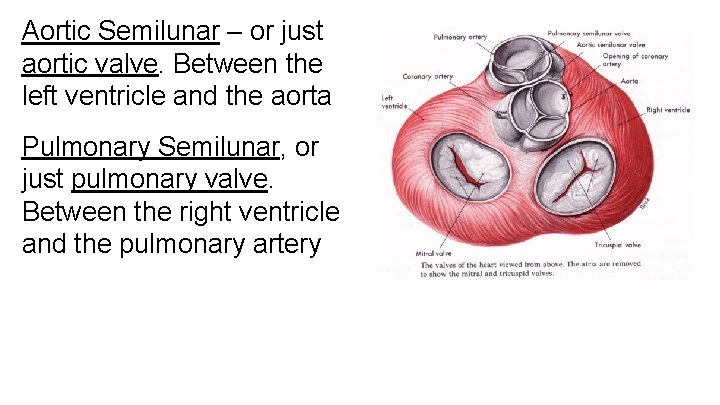 Aortic Semilunar – or just aortic valve. Between the left ventricle and the aorta Aortic Semilunar – or just aortic valve. Between the left ventricle and the aorta