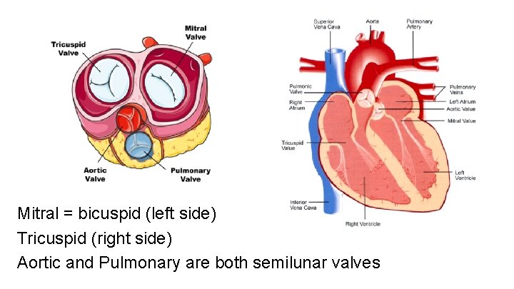 Mitral = bicuspid (left side) Tricuspid (right side) Aortic and Pulmonary are both semilunar Mitral = bicuspid (left side) Tricuspid (right side) Aortic and Pulmonary are both semilunar