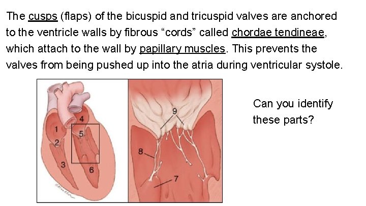 The cusps (flaps) of the bicuspid and tricuspid valves are anchored to the ventricle The cusps (flaps) of the bicuspid and tricuspid valves are anchored to the ventricle