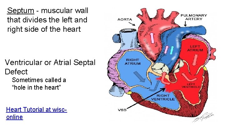 Septum - muscular wall that divides the left and right side of the heart Septum - muscular wall that divides the left and right side of the heart