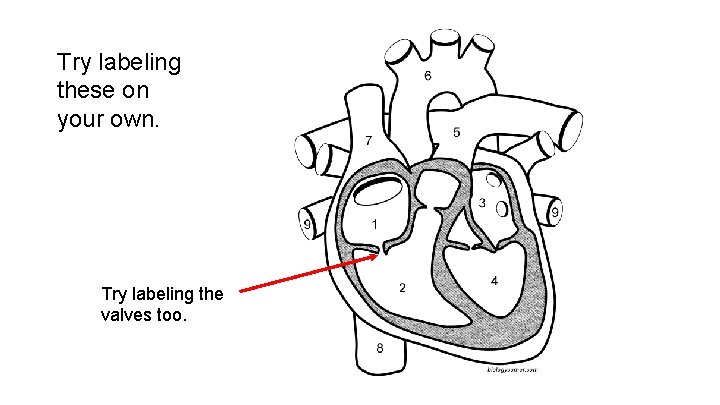 Try labeling these on your own. Try labeling the valves too.  Try labeling these on your own. Try labeling the valves too.