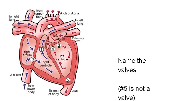 Name the valves (#5 is not a valve)  Name the valves (#5 is not a valve)