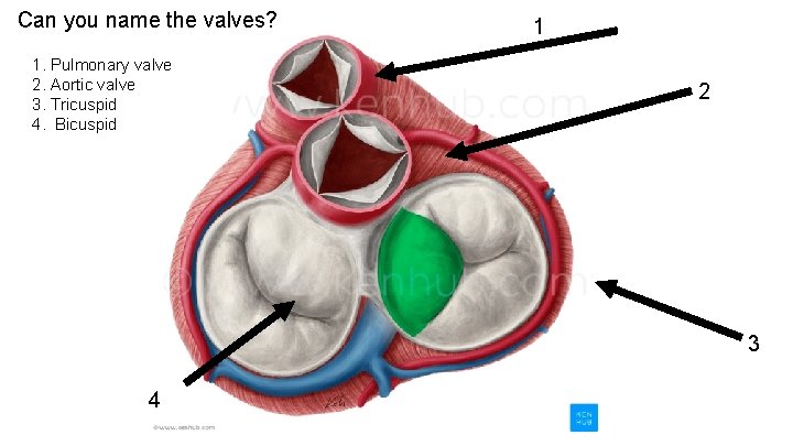 Can you name the valves? 1. Pulmonary valve 2. Aortic valve 3. Tricuspid 4. Can you name the valves? 1. Pulmonary valve 2. Aortic valve 3. Tricuspid 4.