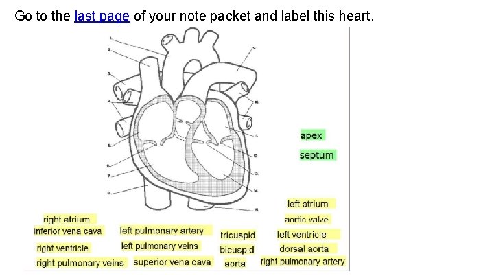 Go to the last page of your note packet and label this heart.  Go to the last page of your note packet and label this heart.