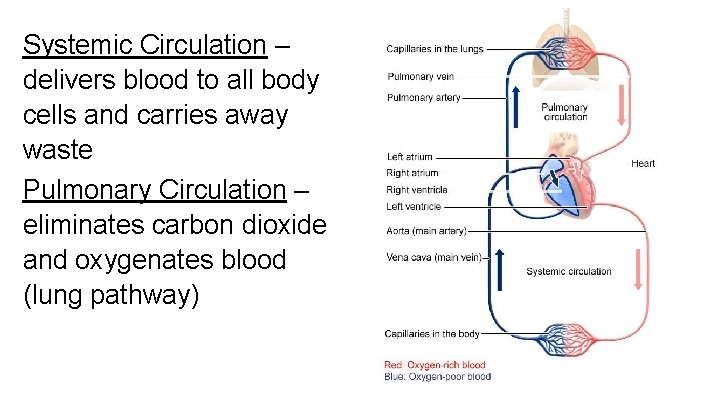 Systemic Circulation – delivers blood to all body cells and carries away waste Pulmonary Systemic Circulation – delivers blood to all body cells and carries away waste Pulmonary
