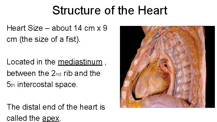 Structure of the Heart Size – about 14 cm x 9 cm (the size Structure of the Heart Size – about 14 cm x 9 cm (the size