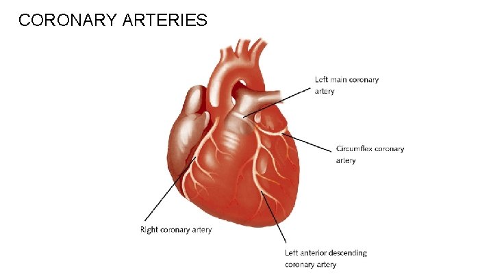 CORONARY ARTERIES  CORONARY ARTERIES