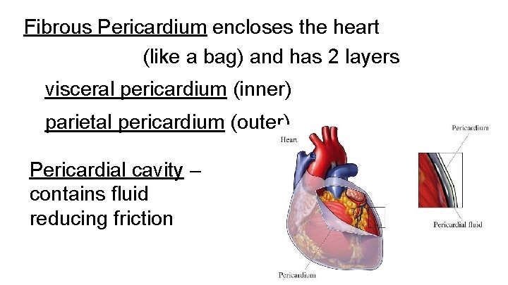 Fibrous Pericardium encloses the heart (like a bag) and has 2 layers visceral pericardium Fibrous Pericardium encloses the heart (like a bag) and has 2 layers visceral pericardium