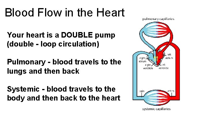 Blood Flow in the Heart Your heart is a DOUBLE pump (double - loop Blood Flow in the Heart Your heart is a DOUBLE pump (double - loop