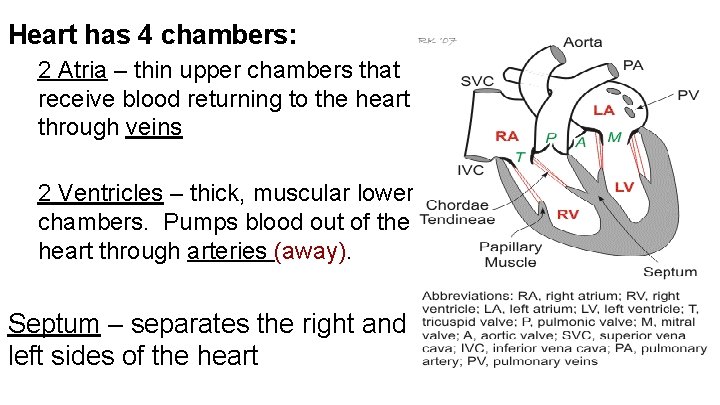 Heart has 4 chambers: 2 Atria – thin upper chambers that receive blood returning Heart has 4 chambers: 2 Atria – thin upper chambers that receive blood returning