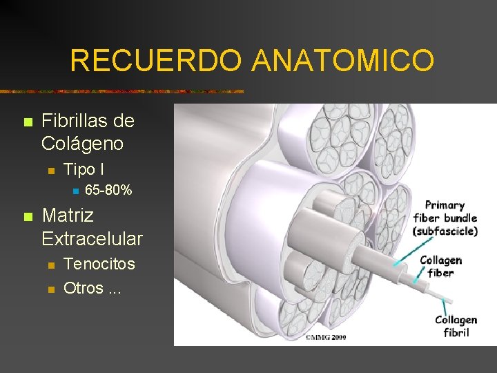 RECUERDO ANATOMICO n Fibrillas de Colágeno n Tipo I n n 65 -80% Matriz