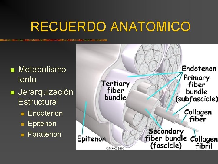 RECUERDO ANATOMICO n n Metabolismo lento Jerarquización Estructural n n n Endotenon Epitenon Paratenon