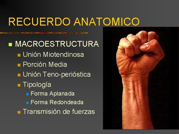 RECUERDO ANATOMICO n MACROESTRUCTURA n n Unión Miotendinosa Porción Media Unión Teno-perióstica Tipología Forma