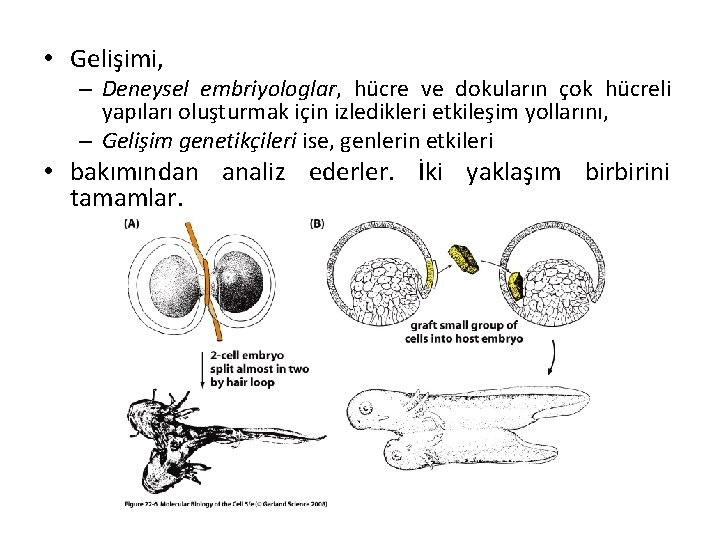  • Gelişimi, – Deneysel embriyologlar, hücre ve dokuların çok hücreli yapıları oluşturmak için