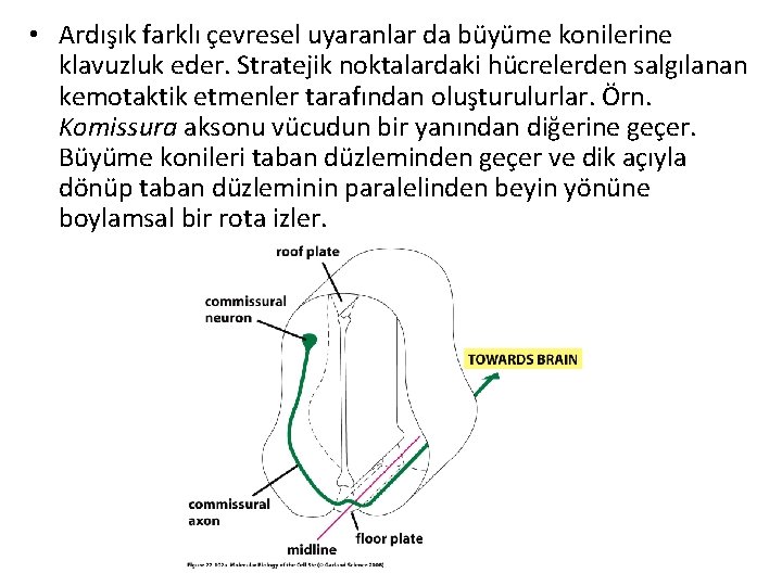  • Ardışık farklı çevresel uyaranlar da büyüme konilerine klavuzluk eder. Stratejik noktalardaki hücrelerden