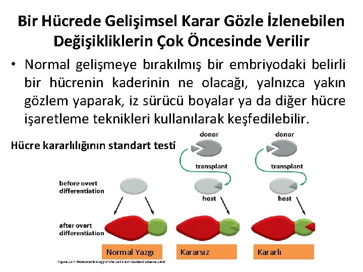 Bir Hücrede Gelişimsel Karar Gözle İzlenebilen Değişikliklerin Çok Öncesinde Verilir • Normal gelişmeye bırakılmış