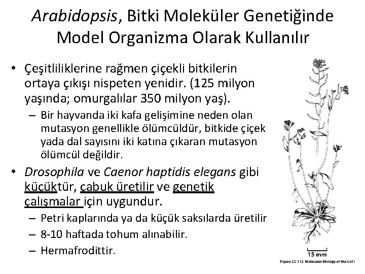 Arabidopsis, Bitki Moleküler Genetiğinde Model Organizma Olarak Kullanılır • Çeşitliliklerine rağmen çiçekli bitkilerin ortaya