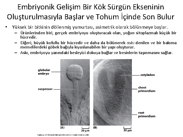 Embriyonik Gelişim Bir Kök Sürgün Ekseninin Oluşturulmasıyla Başlar ve Tohum İçinde Son Bulur •