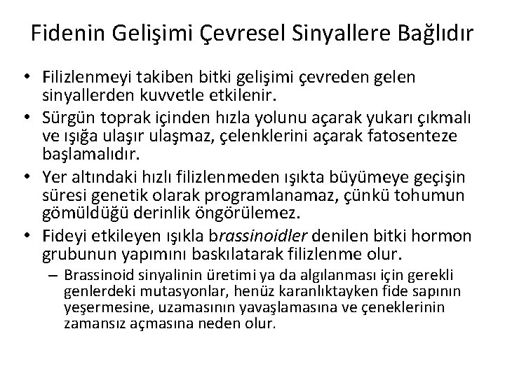 Fidenin Gelişimi Çevresel Sinyallere Bağlıdır • Filizlenmeyi takiben bitki gelişimi çevreden gelen sinyallerden kuvvetle