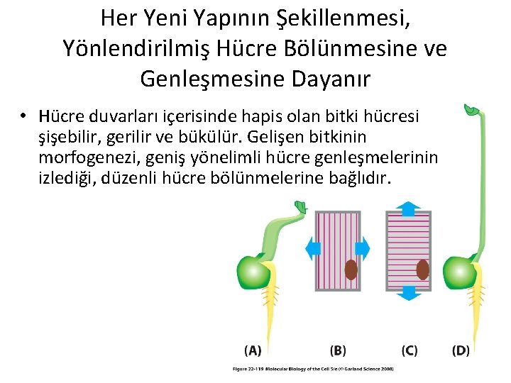 Her Yeni Yapının Şekillenmesi, Yönlendirilmiş Hücre Bölünmesine ve Genleşmesine Dayanır • Hücre duvarları içerisinde