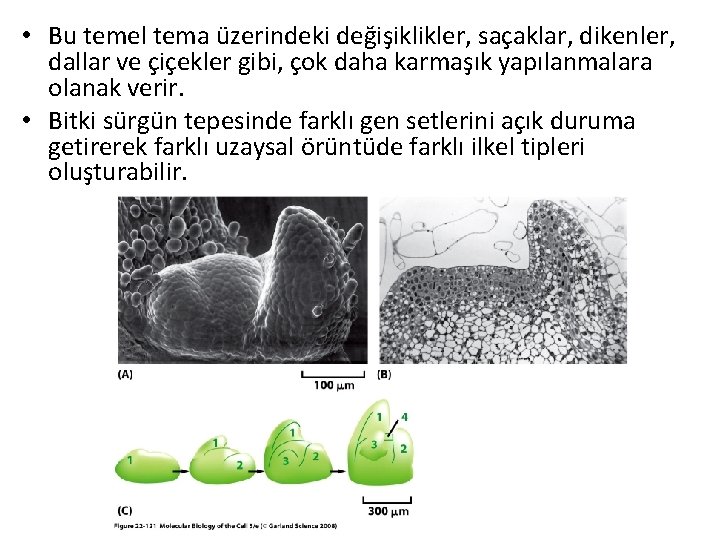  • Bu temel tema üzerindeki değişiklikler, saçaklar, dikenler, dallar ve çiçekler gibi, çok