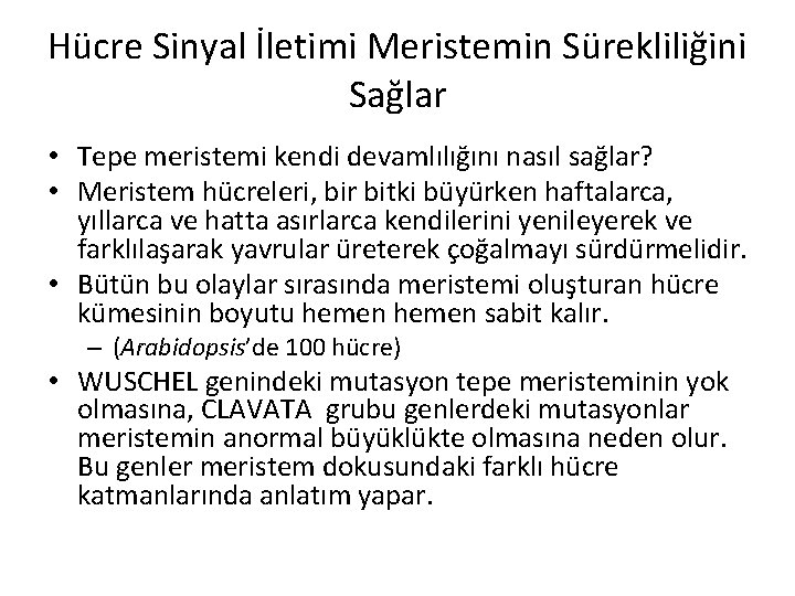 Hücre Sinyal İletimi Meristemin Sürekliliğini Sağlar • Tepe meristemi kendi devamlılığını nasıl sağlar? •