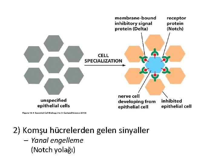 2) Komşu hücrelerden gelen sinyaller – Yanal engelleme (Notch yolağı) 