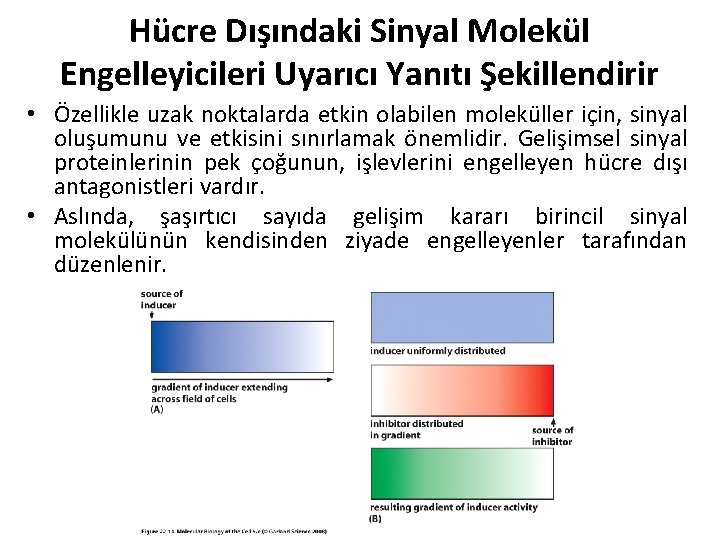 Hücre Dışındaki Sinyal Molekül Engelleyicileri Uyarıcı Yanıtı Şekillendirir • Özellikle uzak noktalarda etkin olabilen