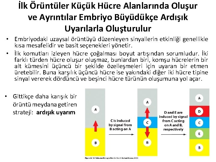 İlk Örüntüler Küçük Hücre Alanlarında Oluşur ve Ayrıntılar Embriyo Büyüdükçe Ardışık Uyarılarla Oluşturulur •