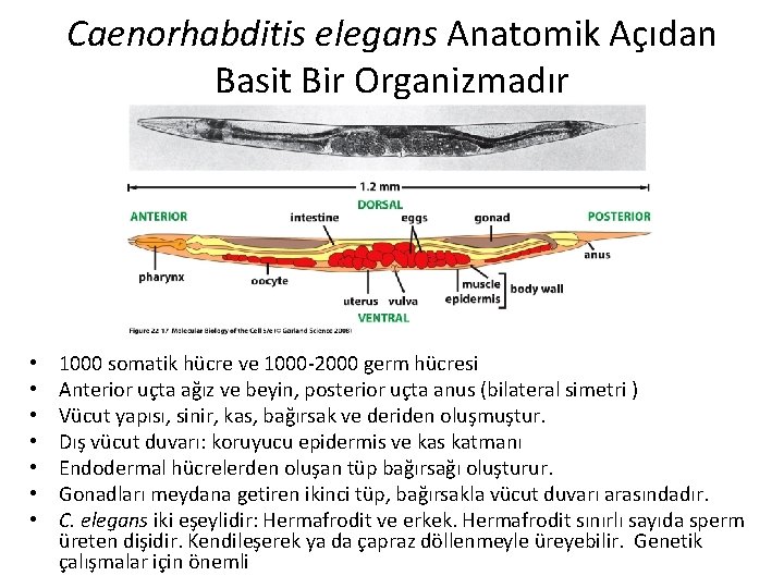Caenorhabditis elegans Anatomik Açıdan Basit Bir Organizmadır • • 1000 somatik hücre ve 1000