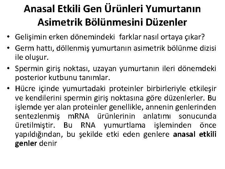 Anasal Etkili Gen Ürünleri Yumurtanın Asimetrik Bölünmesini Düzenler • Gelişimin erken dönemindeki farklar nasıl